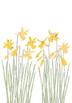 EH224 - Daffodils