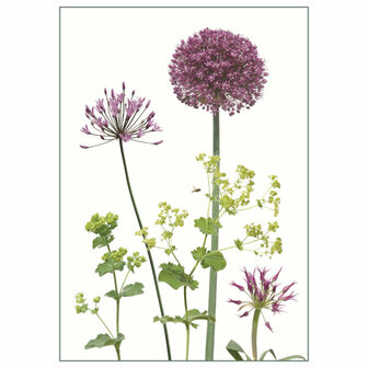 PK232 Allium &amp; Alchemilla